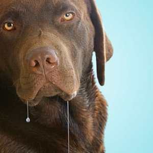 jiu_rf_photo_of_drooling_chocolate_lab.jpg